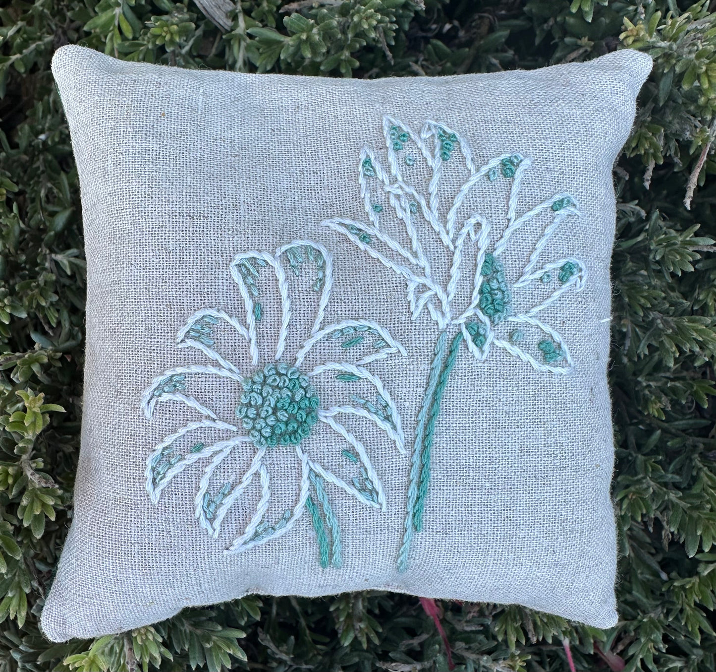 Australian Flannel Flower Pincushion