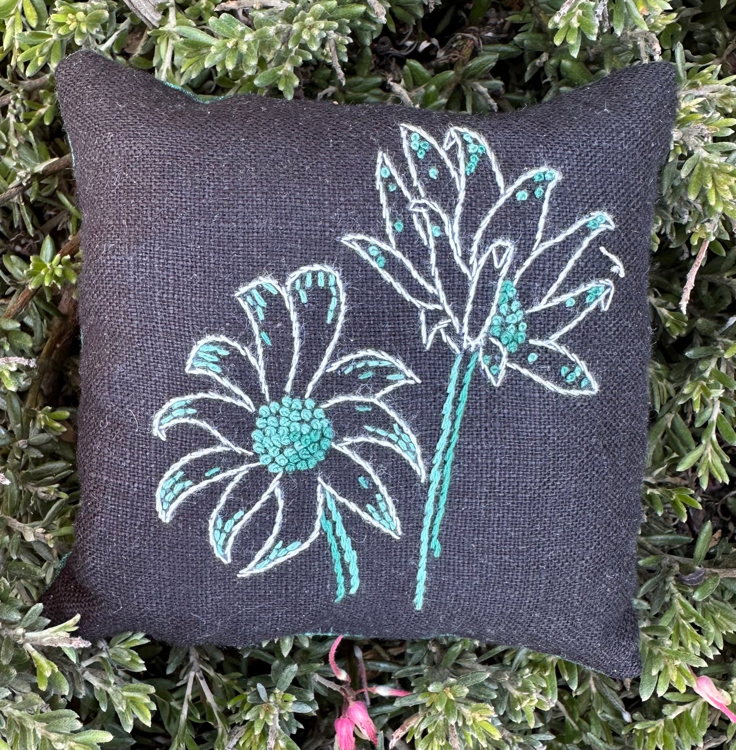 Australian Flannel Flower Pincushion